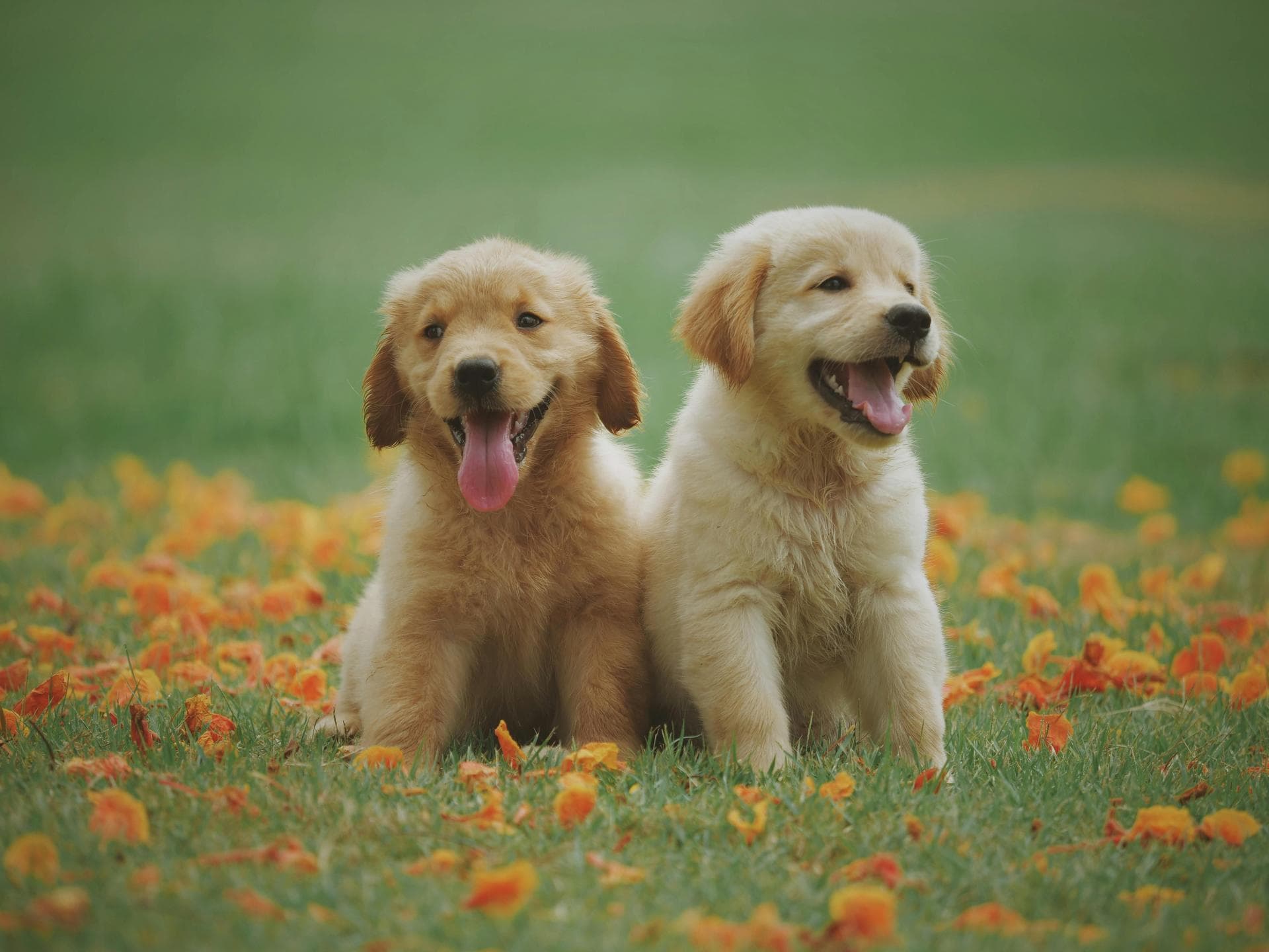 Best Vets in Croydon