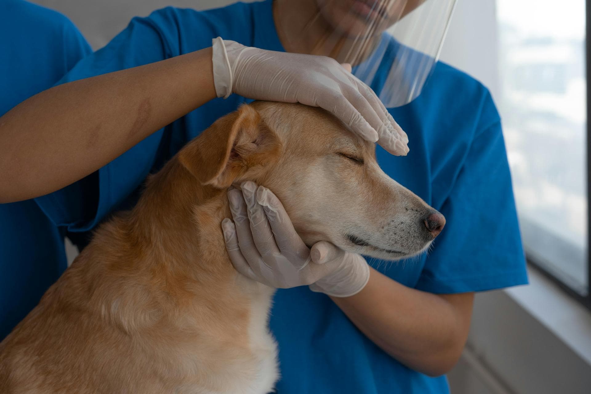 Best Vets in Croydon